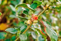 🌿 Ashwagandha
